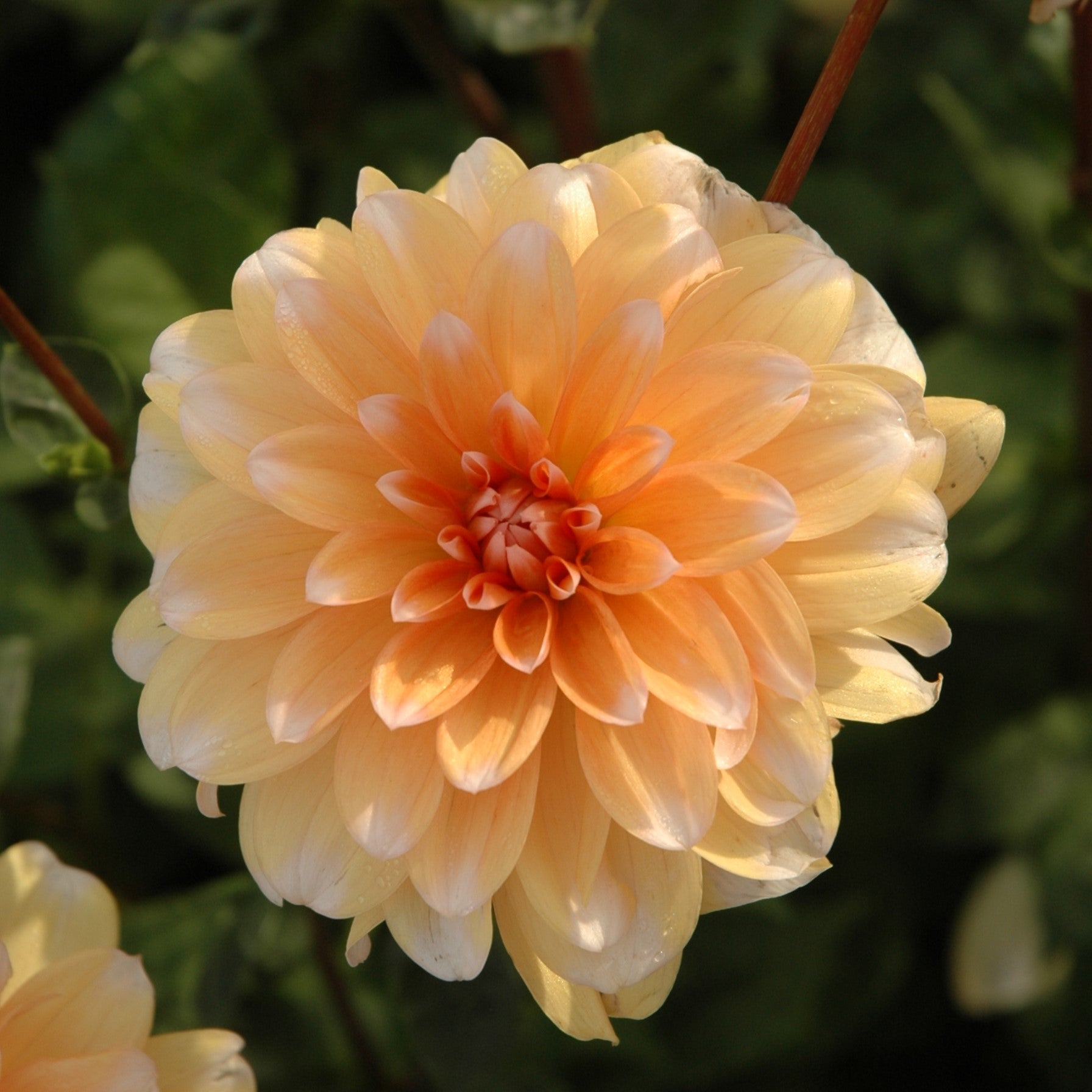 Dahlia 'Orange Perception'