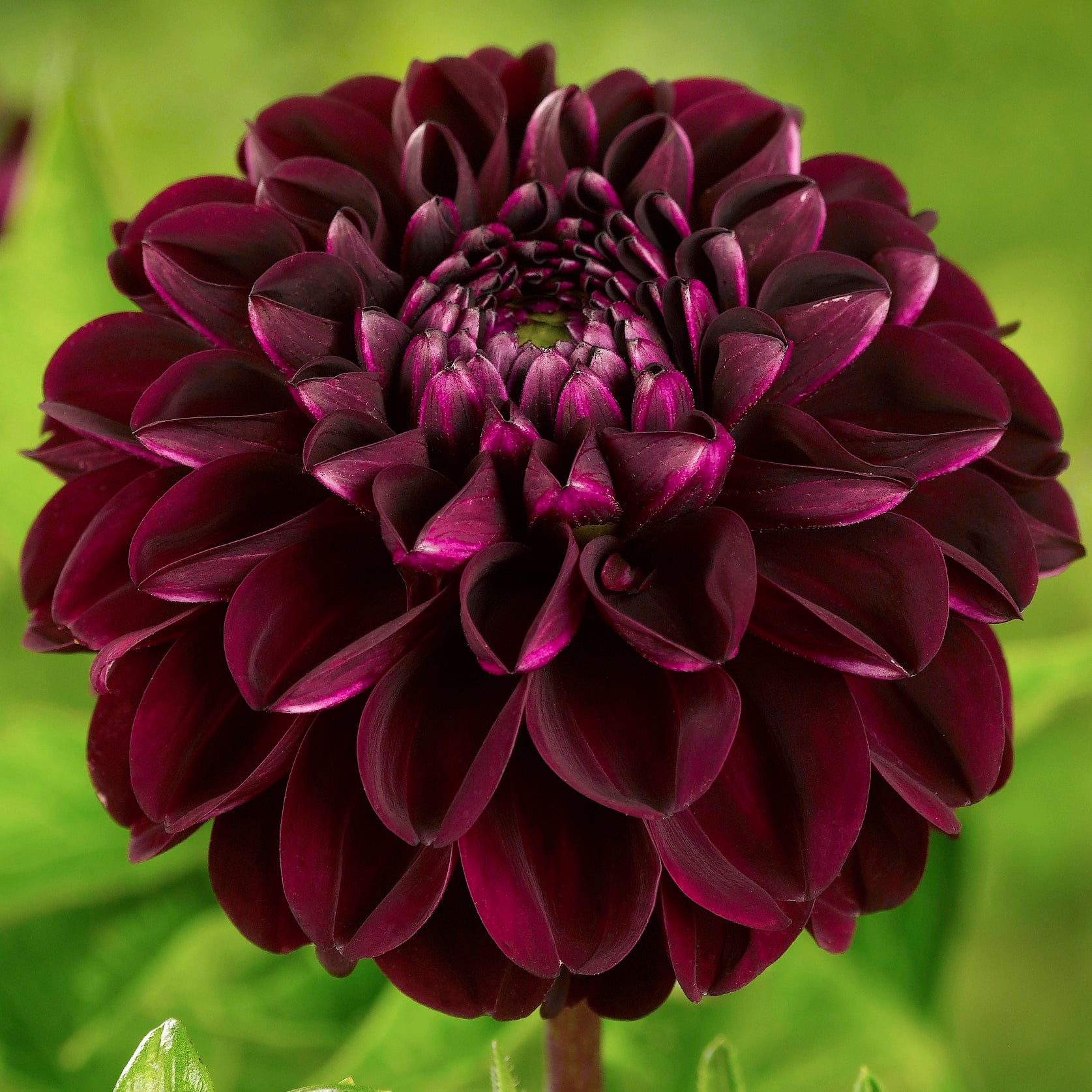 Dahlia 'Dark Spirit'