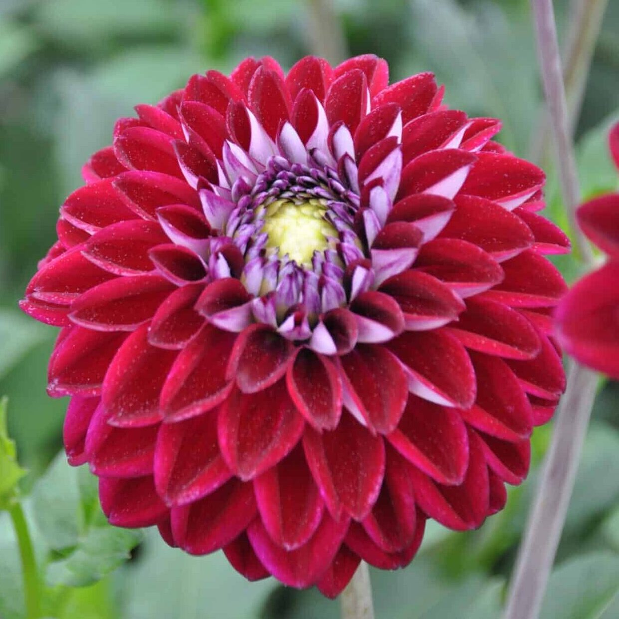 Dahlia 'Embassy'