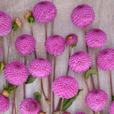 Dahlia 'Frank Holmes'