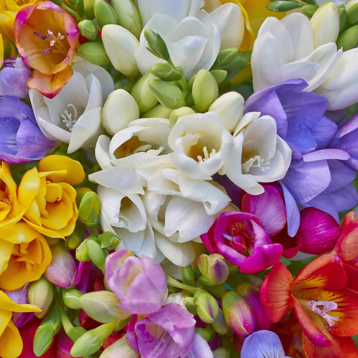 Freesia enkeltblomstrende 'Mix'