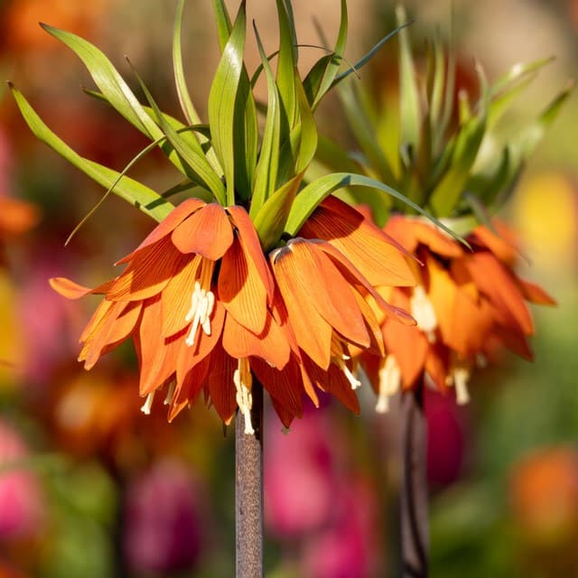Kejserkrone / Fritillaria imperialis 'Orange Beauty'®