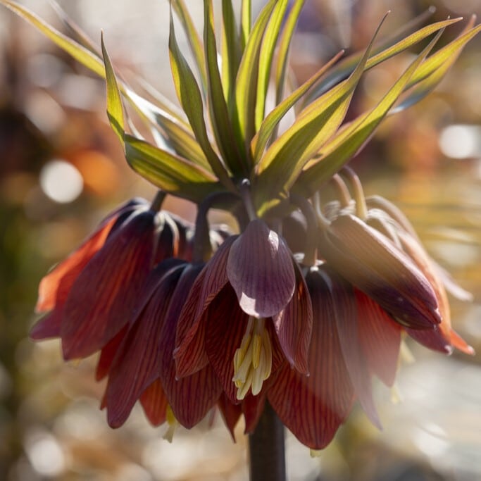 Kejserkrone / Fritillaria imperialis 'Red Beauty'®