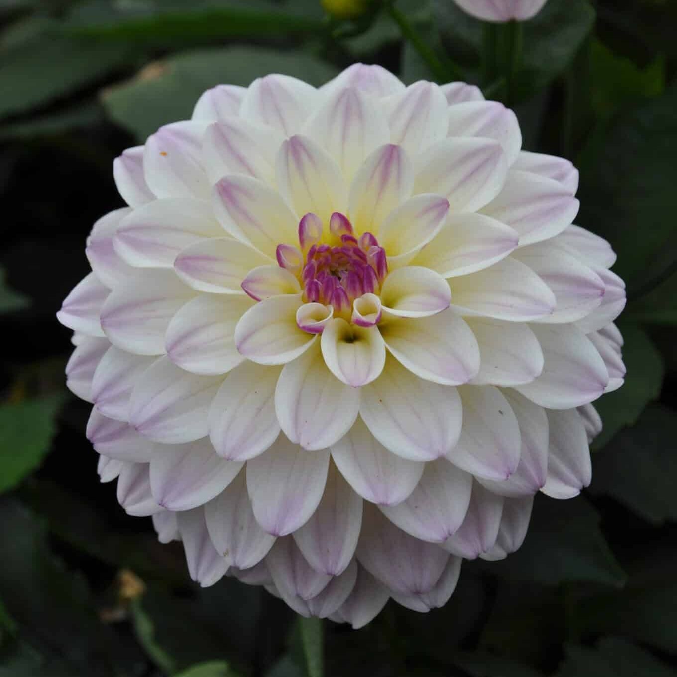 Dahlia 'Gallery Monet'