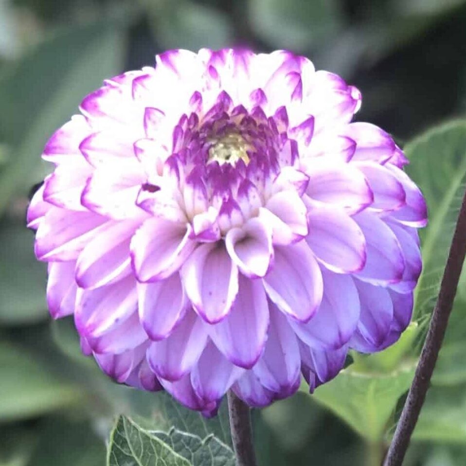 Dahlia 'Genova'