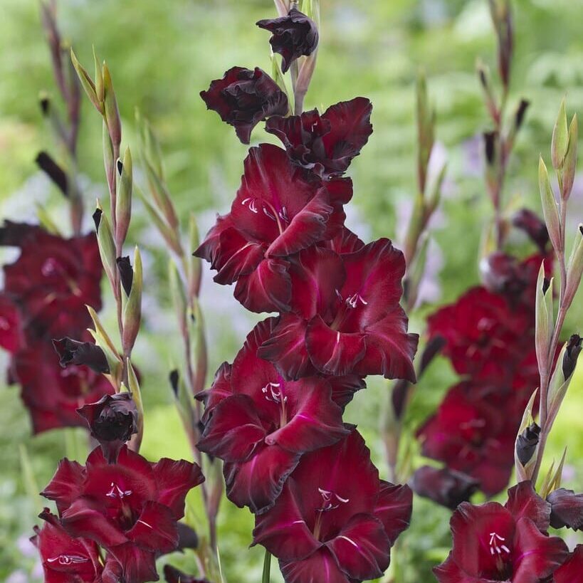 Gladiolus 'Back Star'®