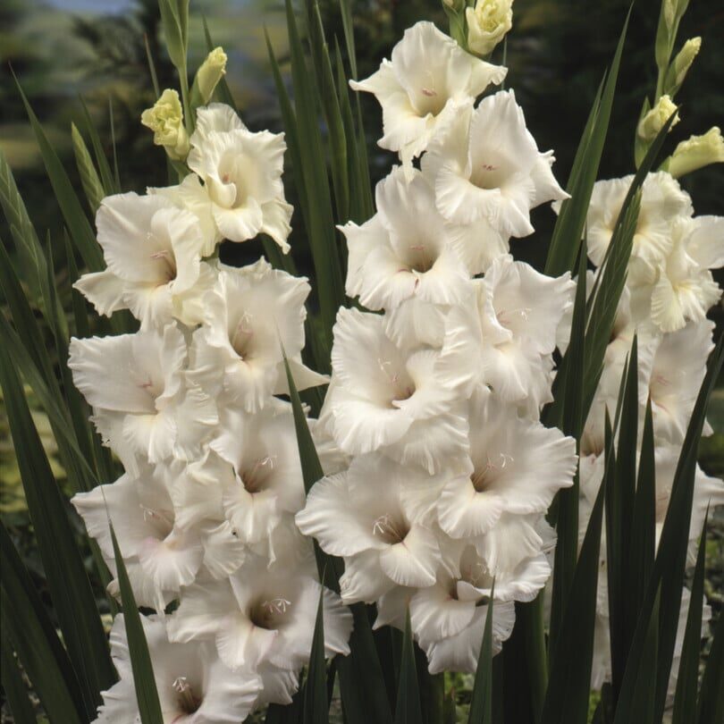 Gladiolus 'White Prosperity'
