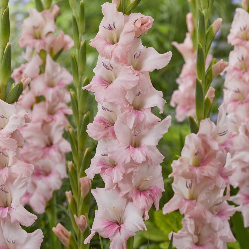 Gladiolus 'Adrenalin'