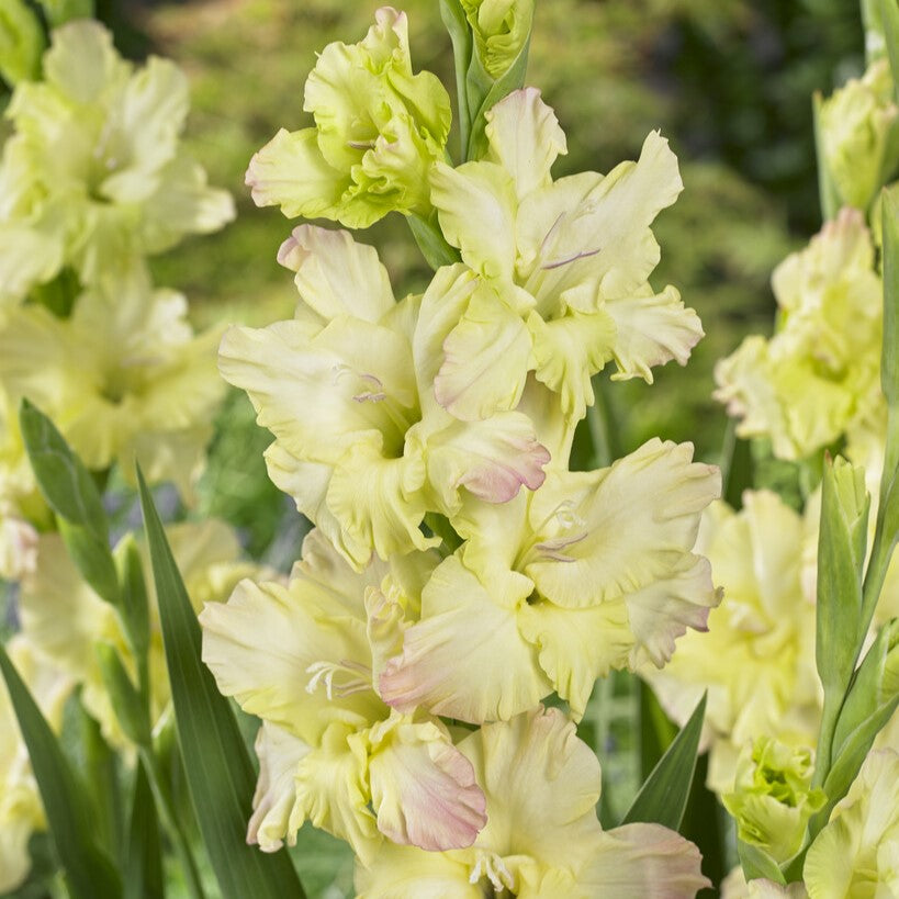 Gladiolus 'Alicia'