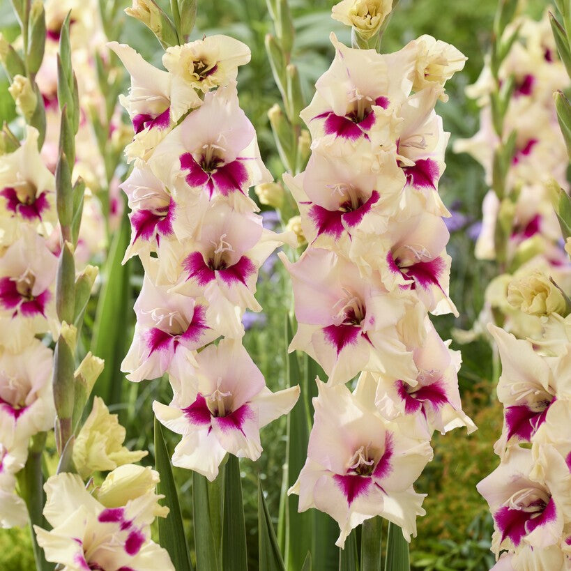 Gladiolus 'Amber Mistique'