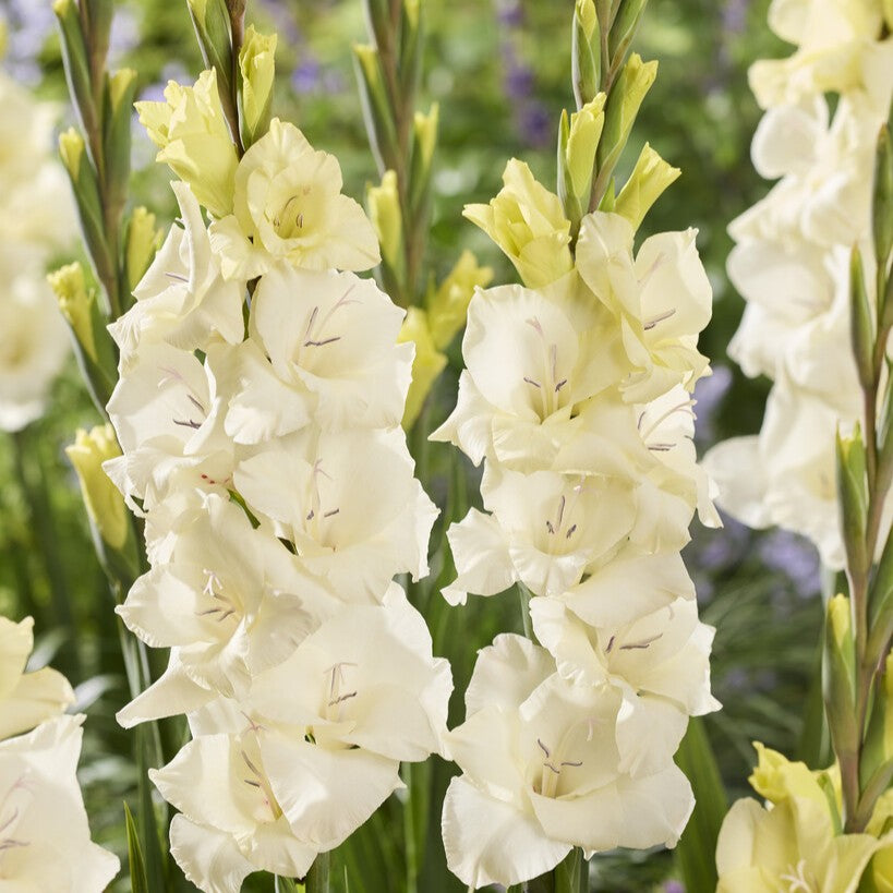 Gladiolus 'Amber' Gladdies®