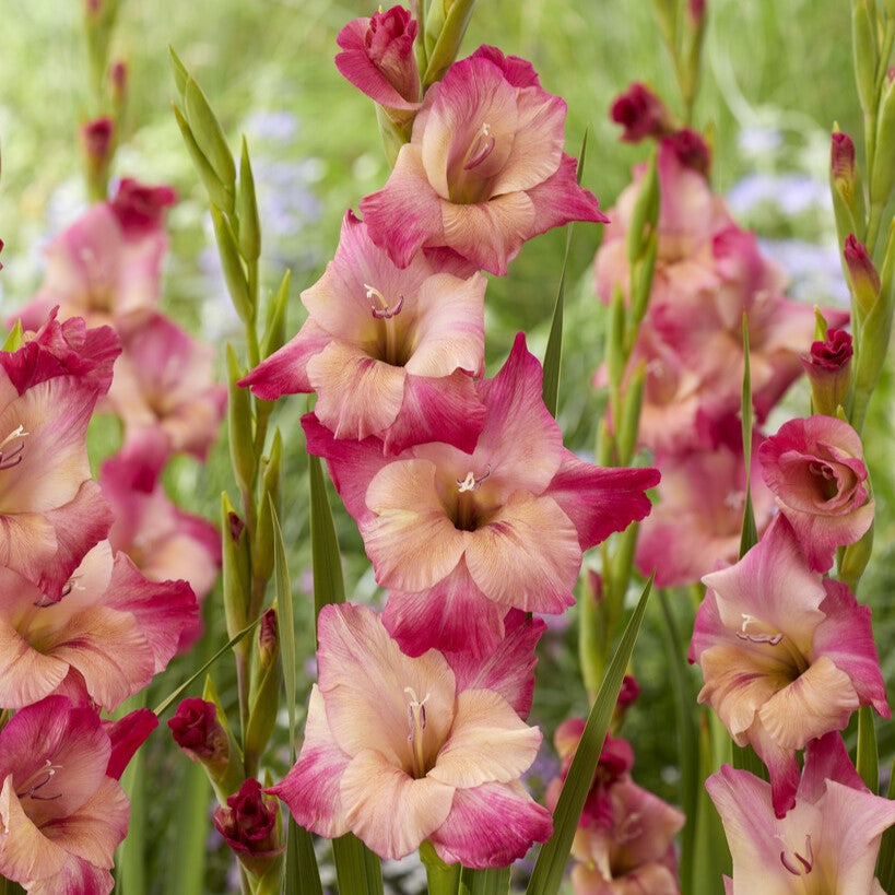 Gladiolus 'Apricot Bubblegum'