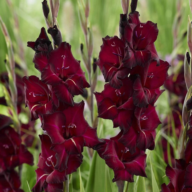 Gladiolus 'Back Surprise'