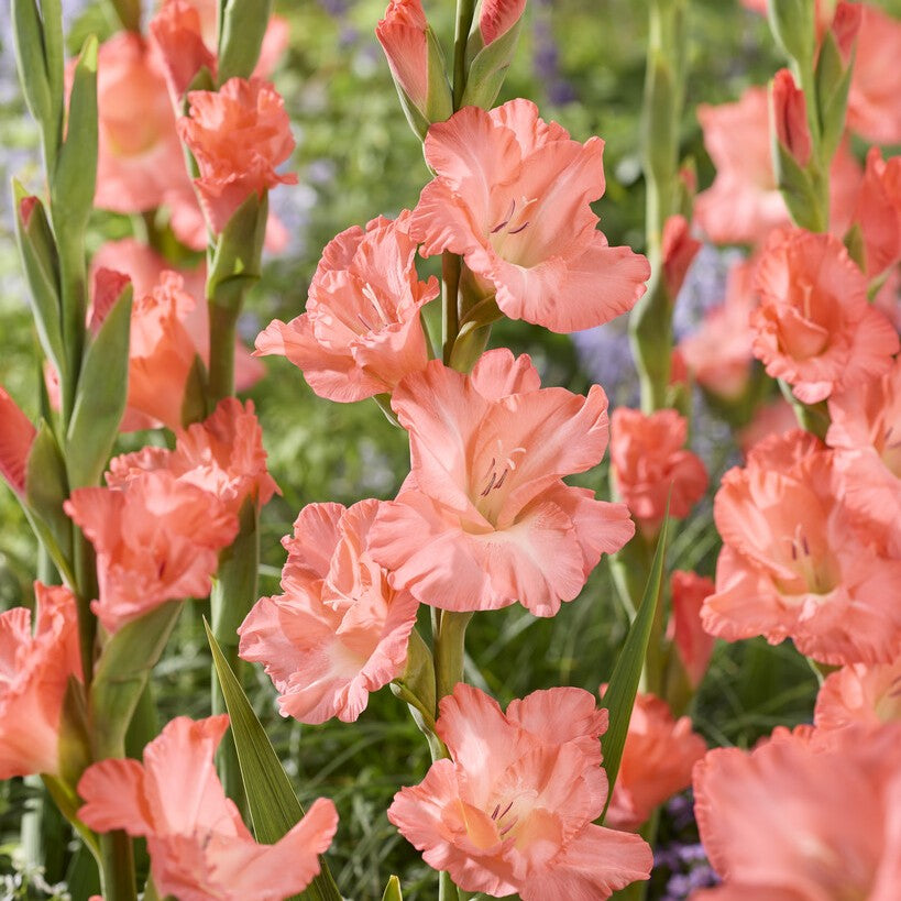 Gladiolus 'Big Business'®