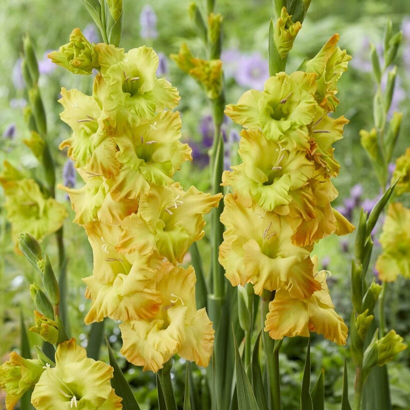 Gladiolus 'Blitz'®