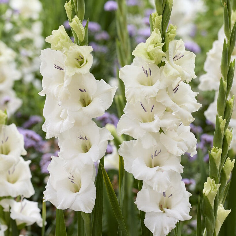 Gladiolus 'Blondy' Gladdies®