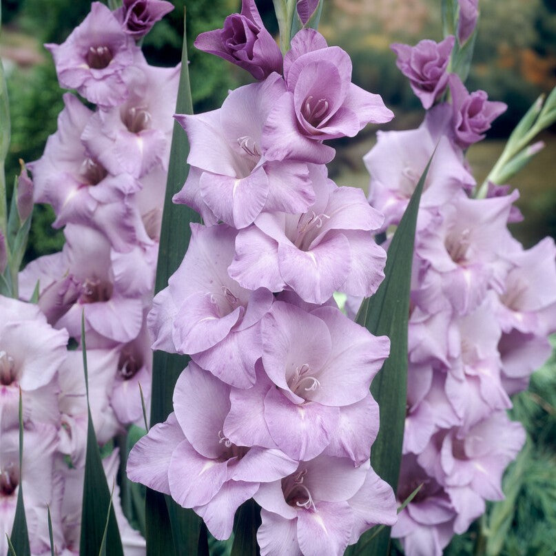 Gladiolus 'Blue Tropic'