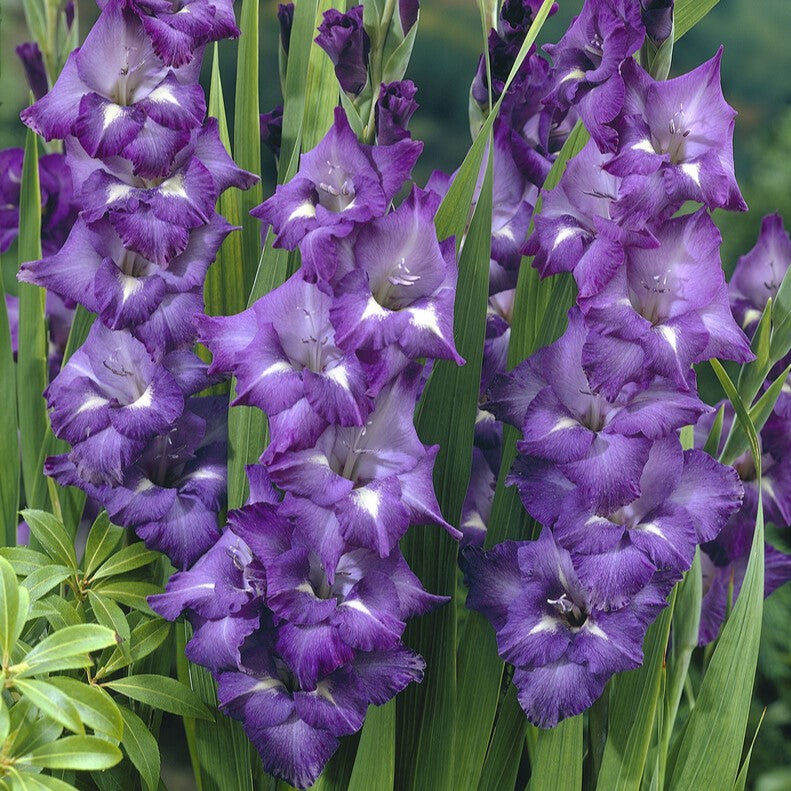 Gladiolus 'Blue Isle'