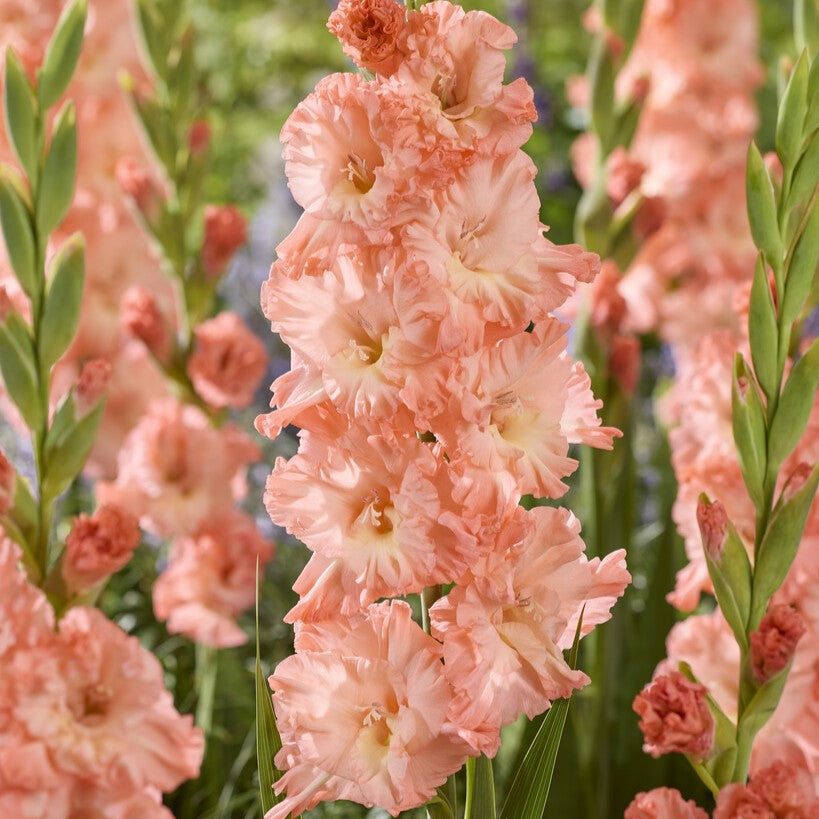 Gladiolus 'Blushed Look'