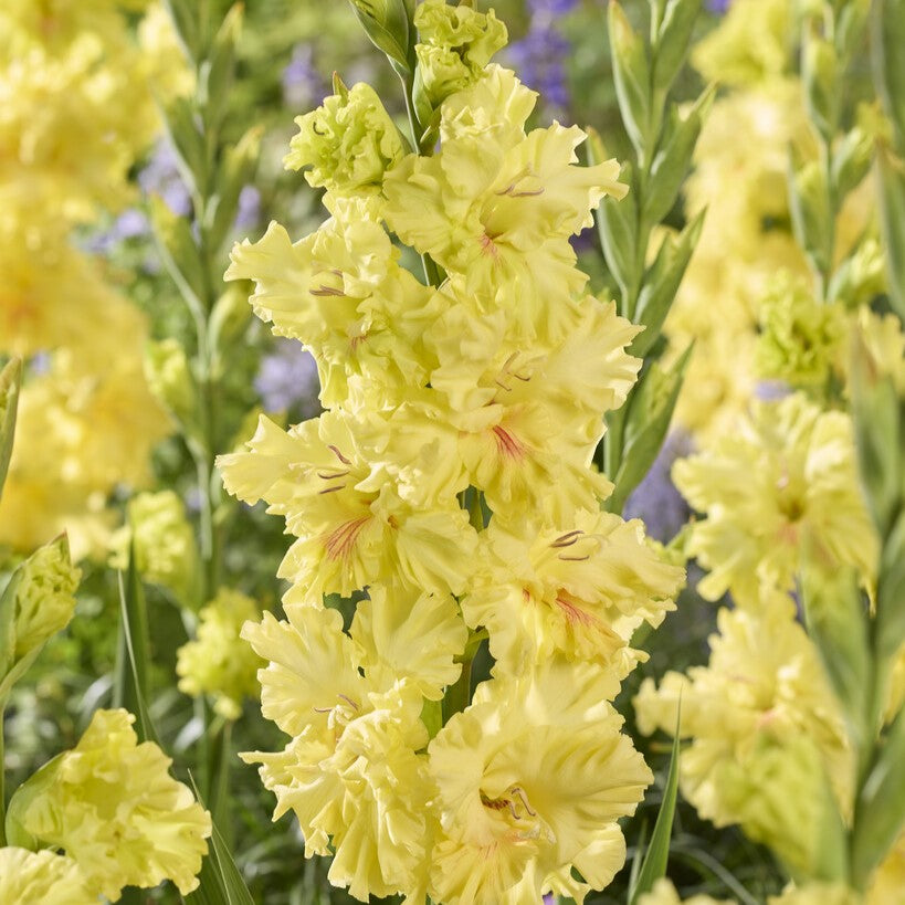 Gladiolus 'Burning Sunrays'