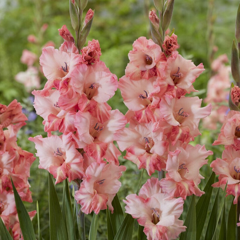 Gladiolus 'Cherry Candy'