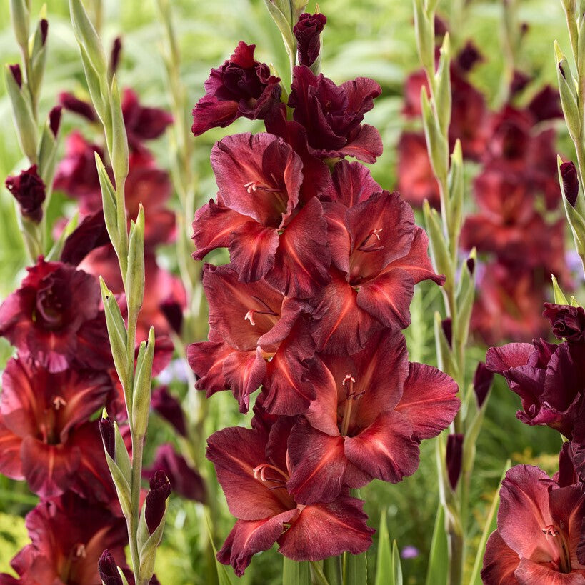 Gladiolus 'Chocolate'