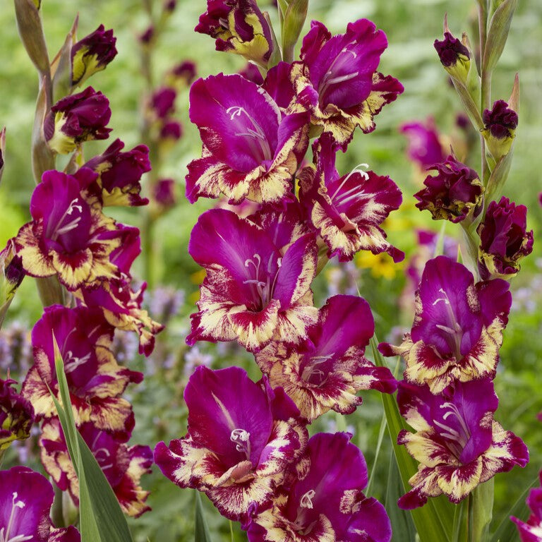 Gladiolus 'Colour Club'