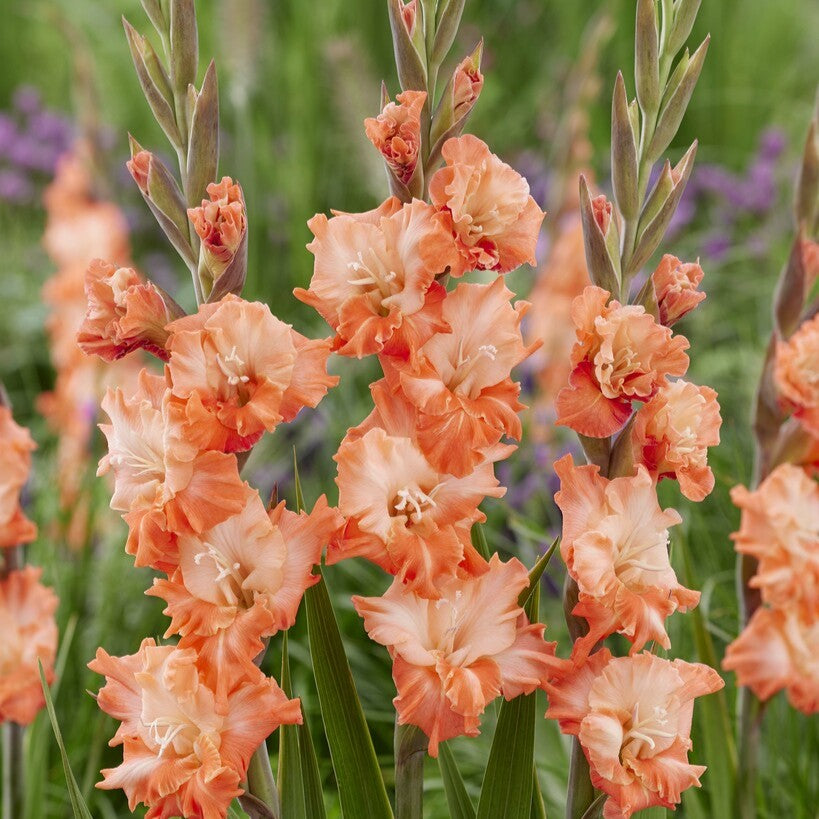 Gladiolus 'Coral Crush'