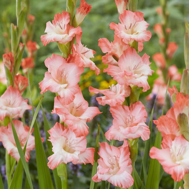 Gladiolus 'Dolche Vita'