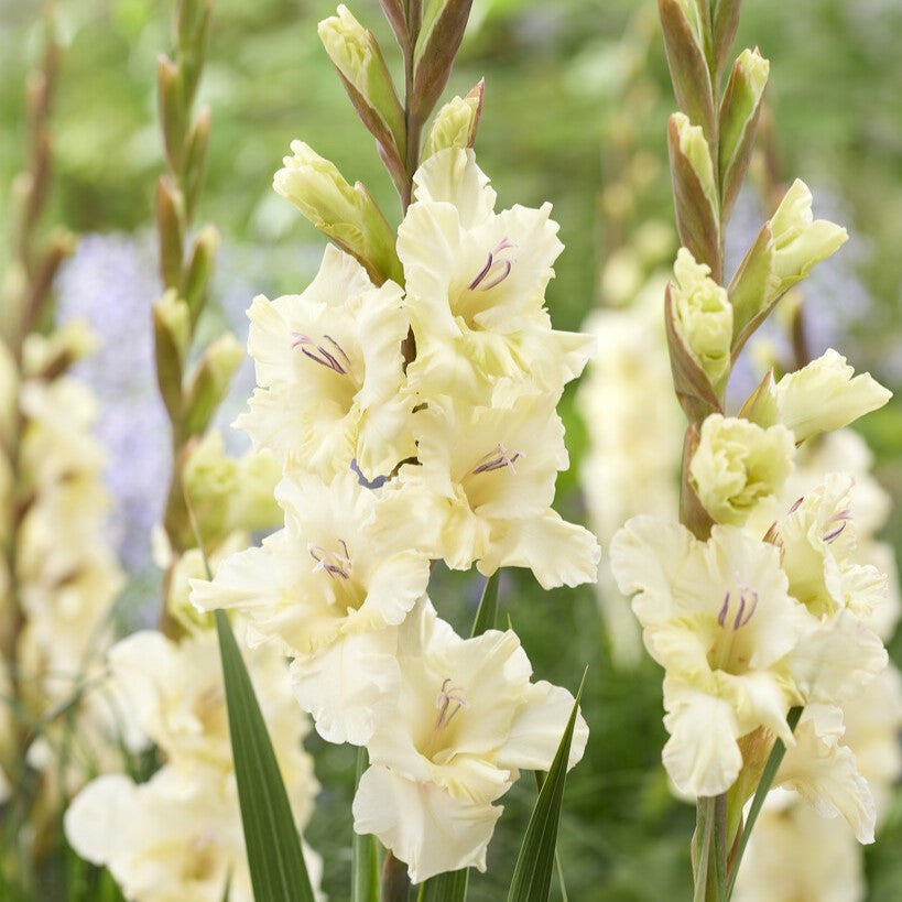 Gladiolus 'Dreamy Creamy'