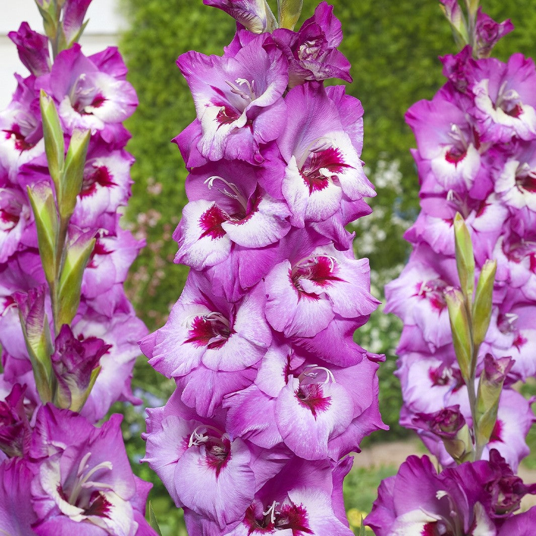 Gladiolus 'Elvive'