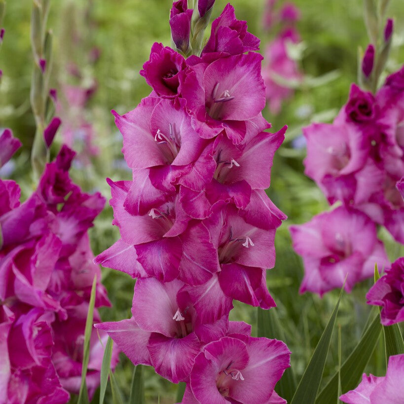 Gladiolus 'Evi' Gladdies®