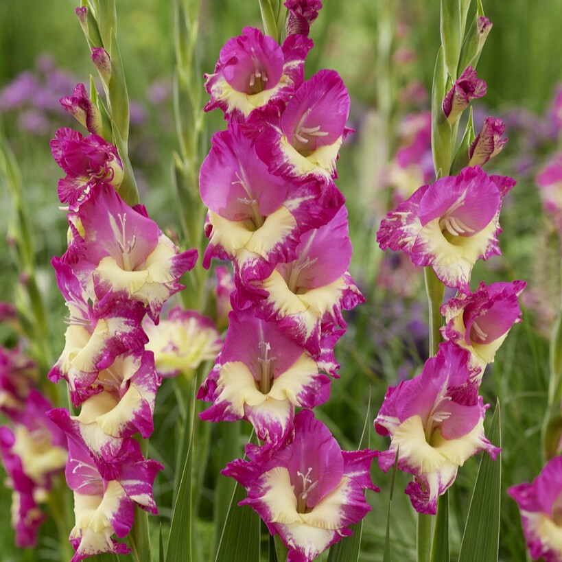 Gladiolus 'Extravert'