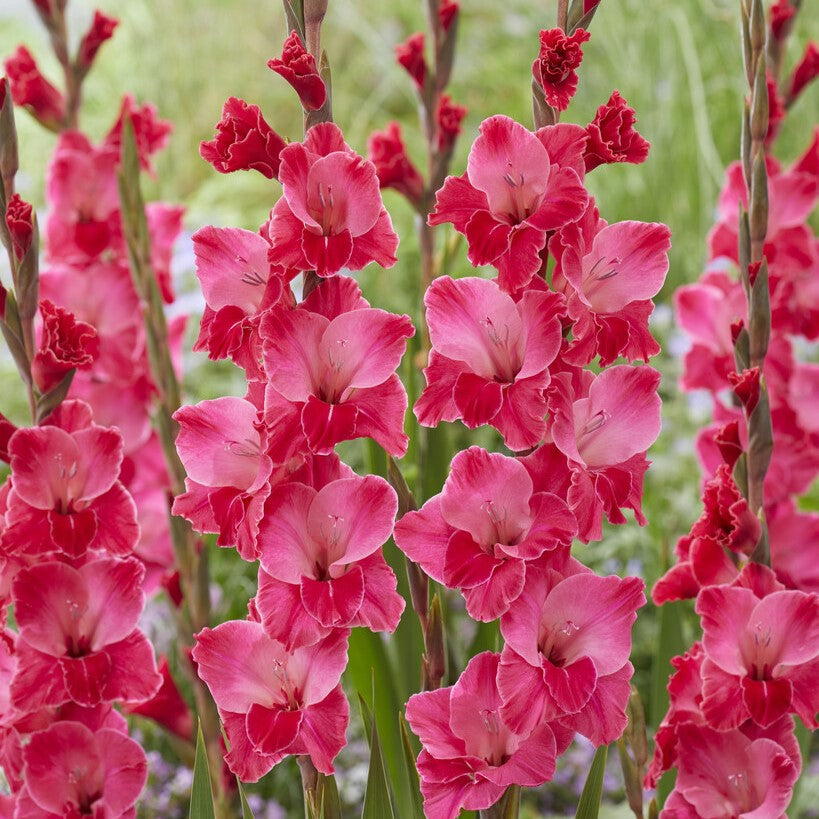 Gladiolus 'Fairytale Pink'