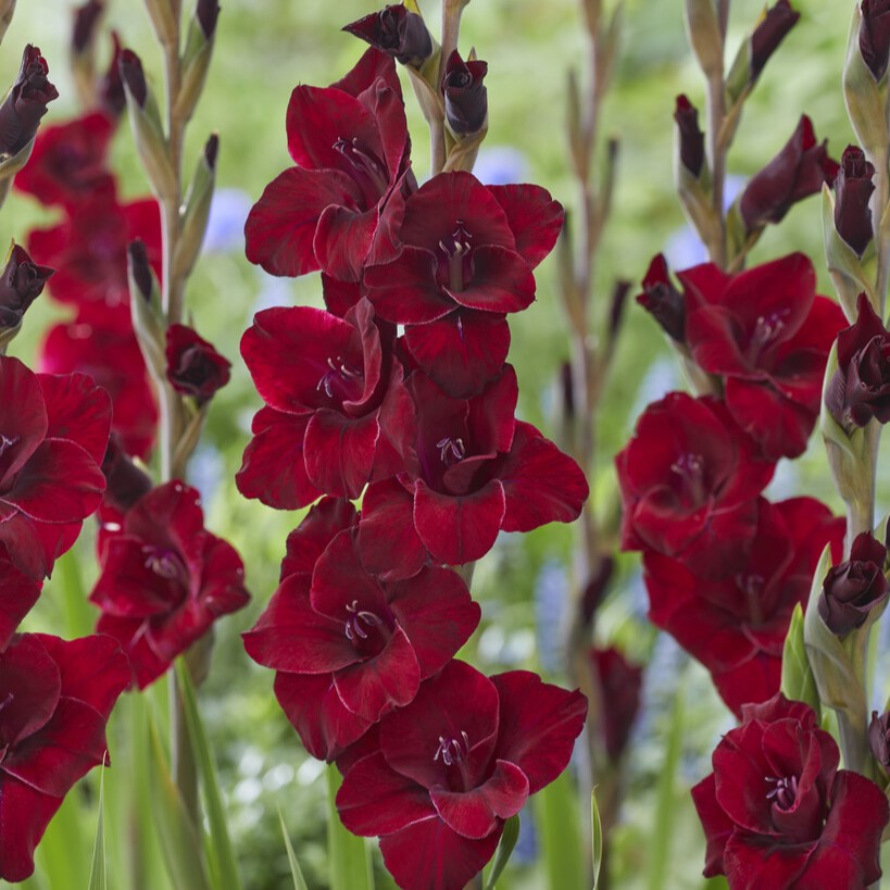 Gladiolus 'Fat Boy'