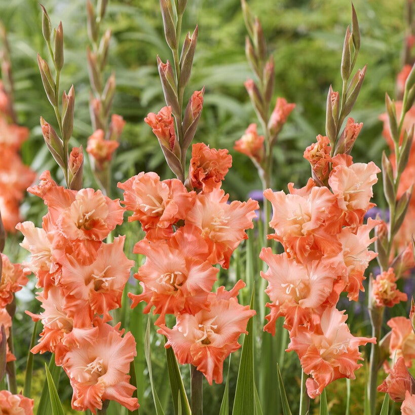 Gladiolus 'Flaming Sunset'