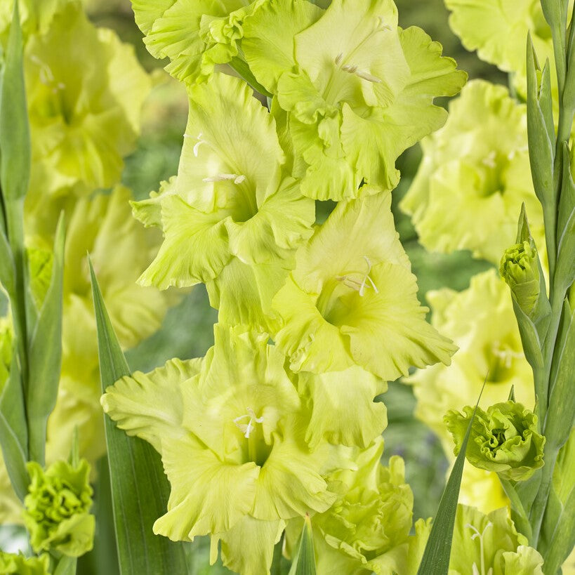 Gladiolus 'Green Star'®