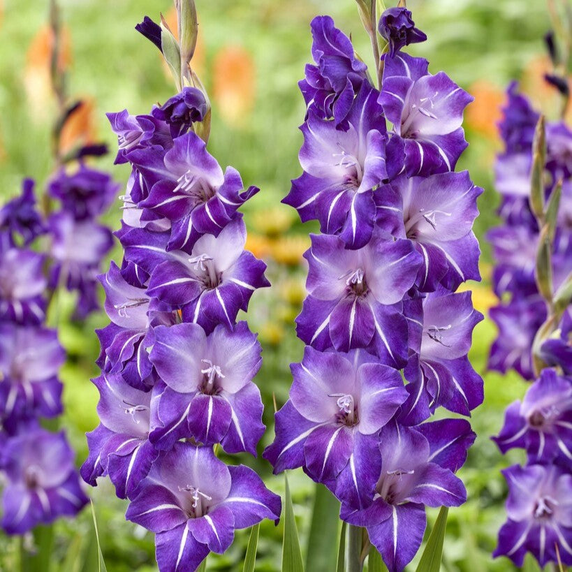 Gladiolus 'Hallowy'