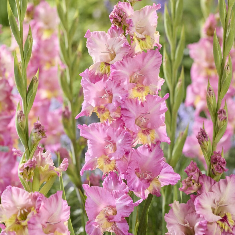 Gladiolus 'Happy Disco'