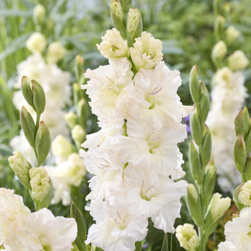 Gladiolus 'Ivory Perfection'