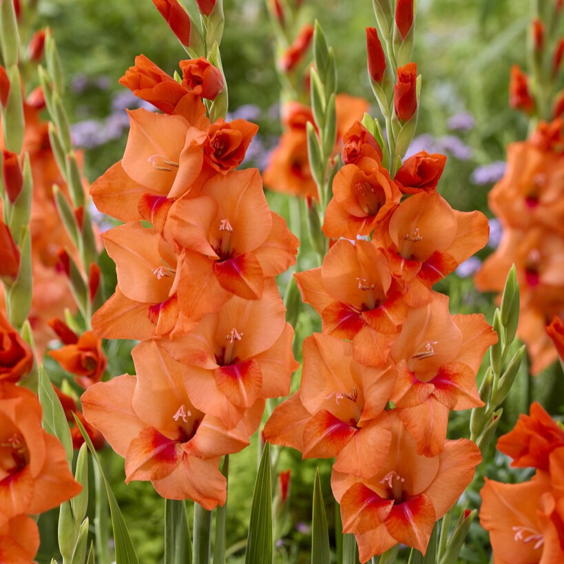 Gladiolus 'Jenny' Gladdies®