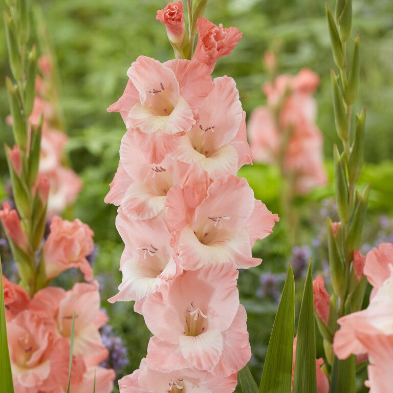 Gladiolus 'Karma'®