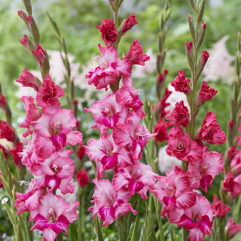 Gladiolus 'Kelly' Gladdies®
