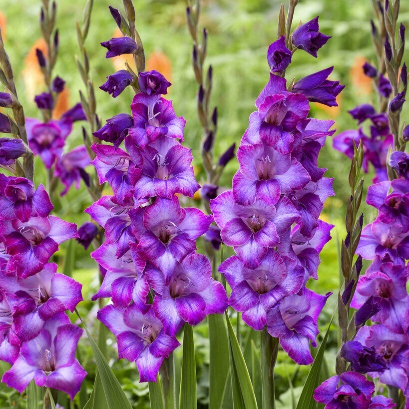 Gladiolus 'Kim' Gladdies®