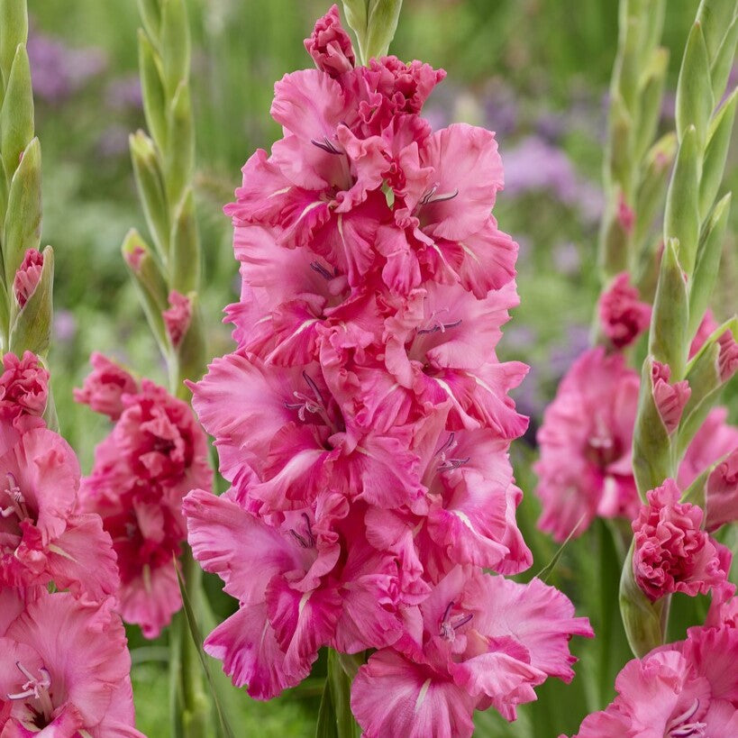 Gladiolus 'Kingston Ruffle'