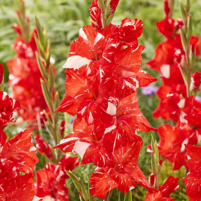 Gladiolus 'Koi Pursuit'