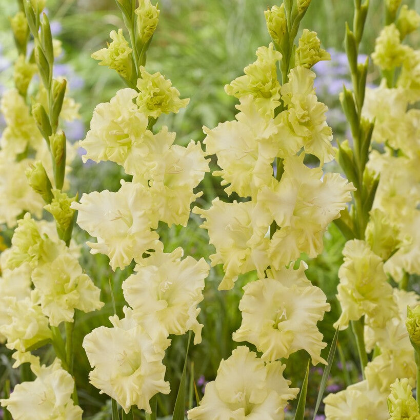 Gladiolus 'Lemon Tree'