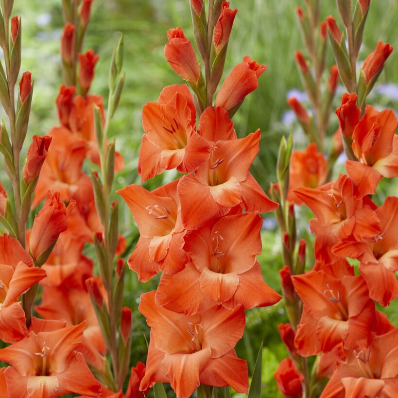 Gladiolus 'Live Oak'