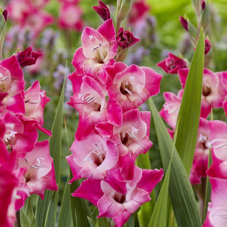 Gladiolus 'Lizzy' Gladdies®