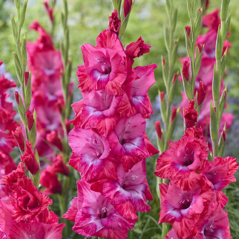 Gladiolus 'Lummiere'